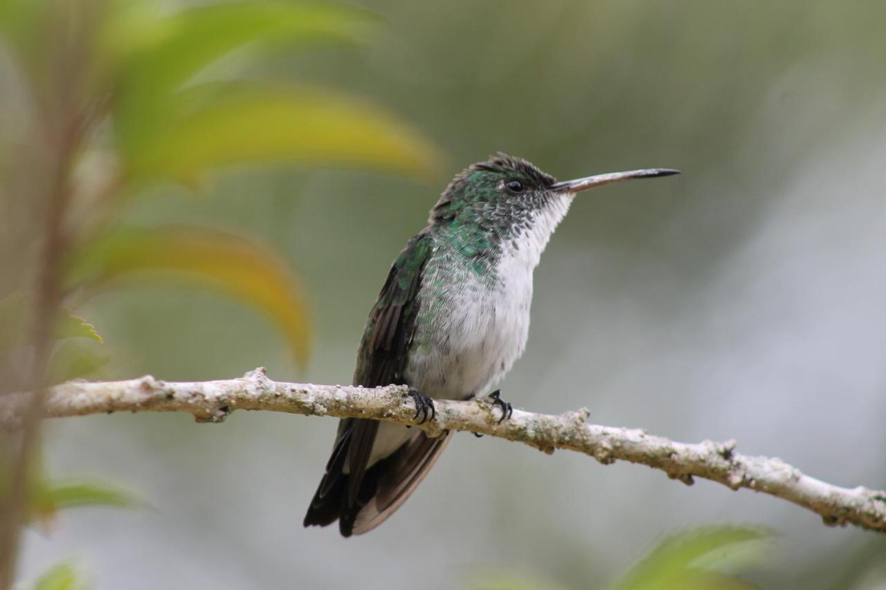 Pousada Colibri Morro de São Paulo Exterior foto